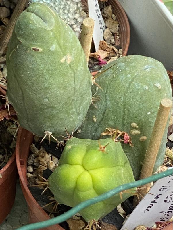 Trichoc.Bridgesii monstr..jpeg